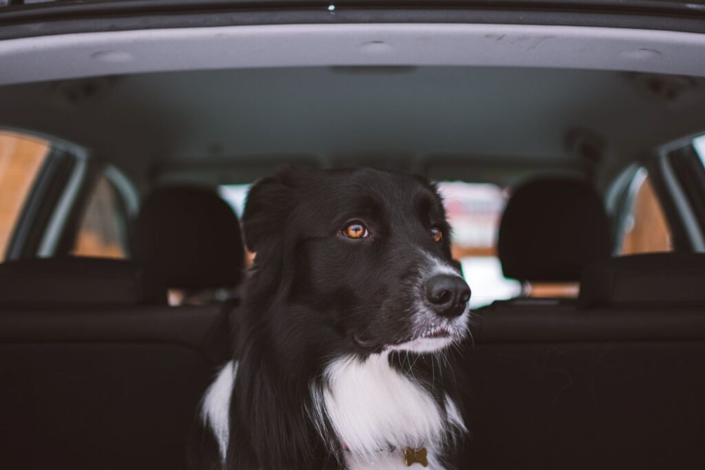 Border collie sitting in back of car