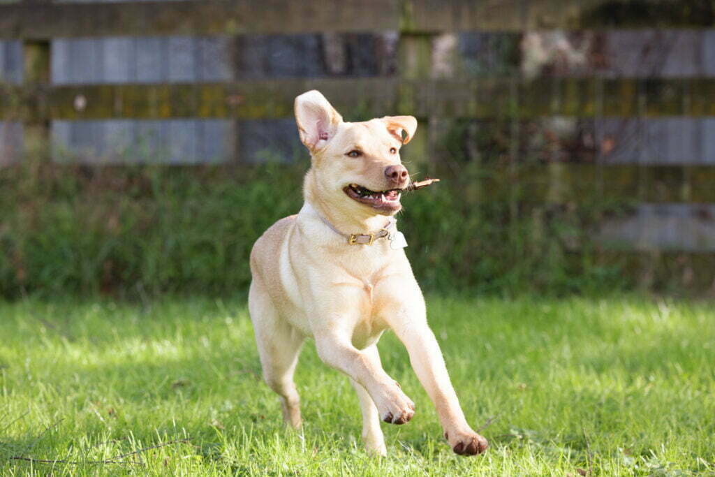 Golden labrador running across lawn