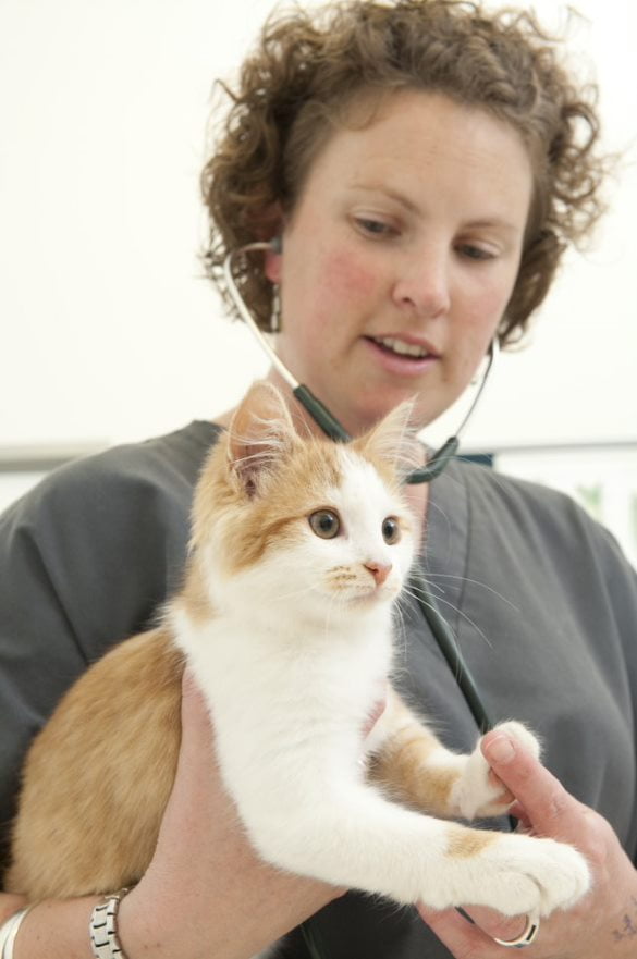 Vet nurse holding ginger and white kitten